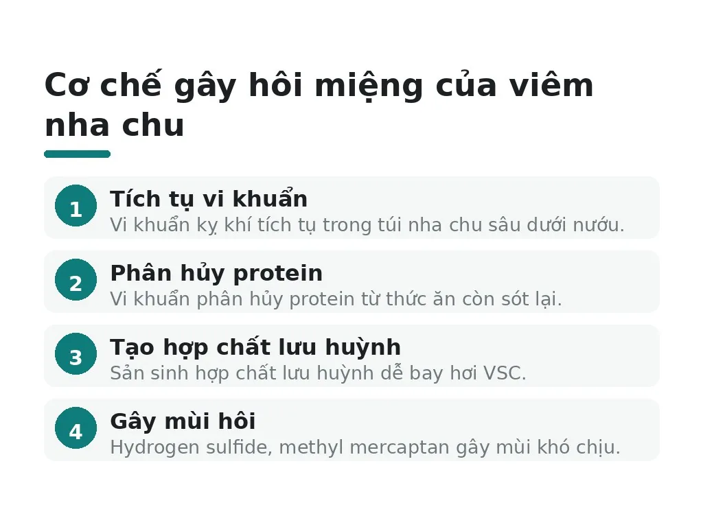 Cơ chế gây hôi miệng của viêm nha chu