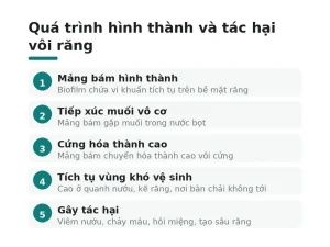 Quá trình hình thành và tác hại vôi răng