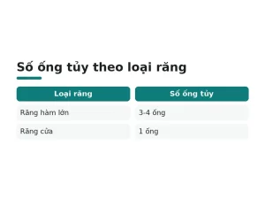 Số ống tủy theo loại răng
