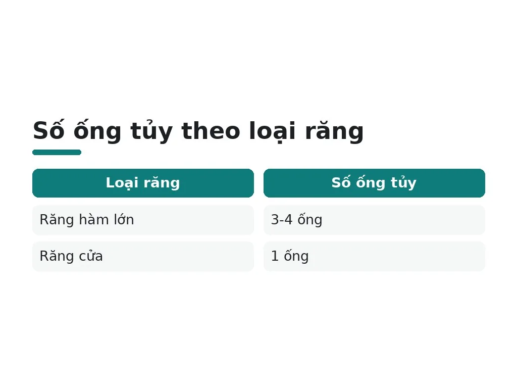 Tủy răng là gì và có màu gì bình thường?